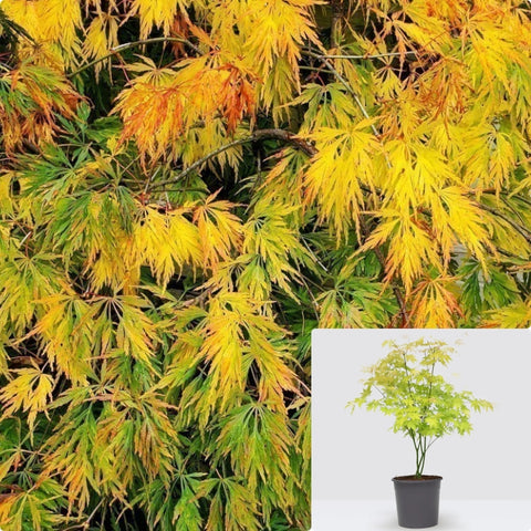 Acer Palmatum Dissectum Waterfall 1Gallon Plant Japanese Maple Plant Waterfall Weeping Japanese Maple Plant Outdoor Live Plant Gg7