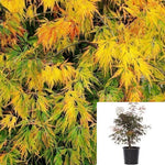 Acer Palmatum Dissectum Waterfall 7Gallon Plant Japanese Maple Plant Waterfall Weeping Japanese Maple Plant Outdoor Live Plant Gg7