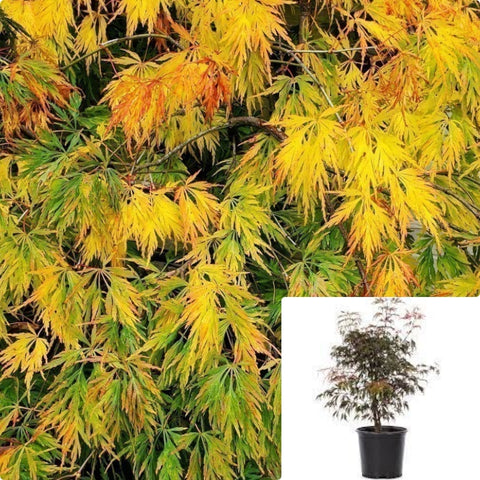 Acer Palmatum Dissectum Waterfall 5Gallon Plant Japanese Maple Plant Waterfall Weeping Japanese Maple Plant Outdoor Live Plant Gg7