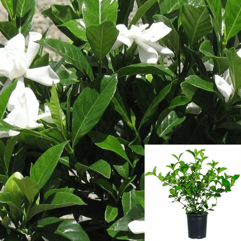 Gardenia Jasminoides Mystery Grafted 5Gallon White Mystery Gardenia White Live Plant Outdoor Ho7 Gg7