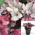 Heuchera sanguinea Engelm 6 inches Coral bells Plant Alum root Plant Crimson bells Live Plant Ht7