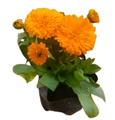 Calendula Dwarf Mix 1Gallon Plant Calendula Southeast Plant Calendula Officinalis Plant Flower Live Plant Gr7