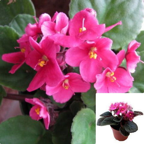 African Violets Dark Pink Plant Indoor Houses Saintpaulia Foliage Air Purifying Flowering 4Inches Pot Live Plant Ht7 best