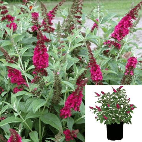 Buddleia Miss Molly 2Gallon Miss Molly Butterfly Bush Plant Buddleja Red Chip Live Plant Outdoor Gr7