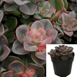Echeveria Chroma 1 Gallon Echeveria Chroma Succulent Chroma Echeveria Succulent Live Plant Ho7