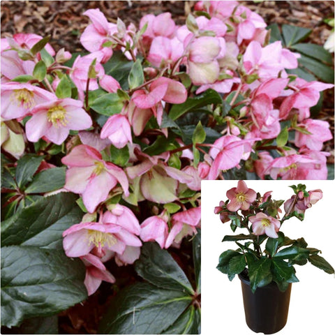 Helleborus Icenroses Earlyrose 2 Gallon Pot Hellebore Plant Flower Pink Live Plant Hotsale Fr7
