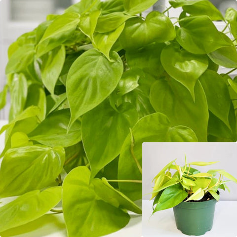 Philodendron Brasil Lemon Stripe 4Inches Plant 4Inches Pot Philodendron Brasil Plant Hanging Live Plant Ht7 Best