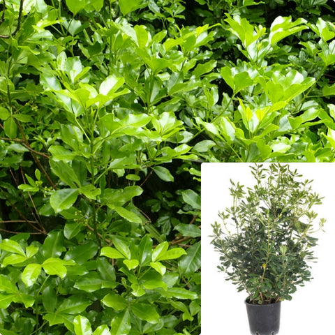 Pittosporum Eugenoides 5Gallon Lemonwood Evergreen Tree Ourdoor Live Plant Ho7