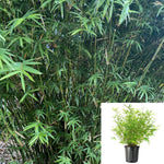 Bambusa Multi Golden Goddess 5Gallon Bamboo Green Leaves Umbrella Bamboo 5Gallon Fargesia Murielae Privacy Live Plant