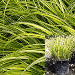 Acorus Ogon 1Gallon Acorus Gramineus Ogon Plant Lime 1Gallon Acorus Gra Ogon Plant Japanese Sweet Flag Plant Grass Live