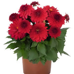 Dahlia Xxl Cancun Patio Tubs 2 Gallon Plant Xxl Dhalia Flower Live Plant Pr7