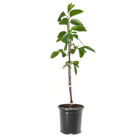 Persimmon Giant Fuyu On D. Lotus 5/8" Trunk 5 Gallon Plant Diospyros Kaki Fuyu Plant Outdoor Fruit Tree Live Plant Best Dw7Ht7