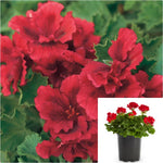 Geranium Santana Red 1 Gallon Plant Geranium Zonal Flower Live Plant Pr7Ht7