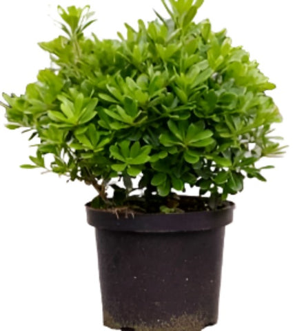 Pittosporum Tob Wheeler Dwarf 5Gallon Dwarf Tobira Japanese Mock Orange 5Gallon Shrub Live Plant Ho7 Ht7 Mr7