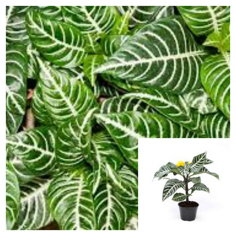 Zebra Plant 6Inches Pot Aphelandra Squarrosa House Plant Shurb Plant Outdoor Live Plant Pr9