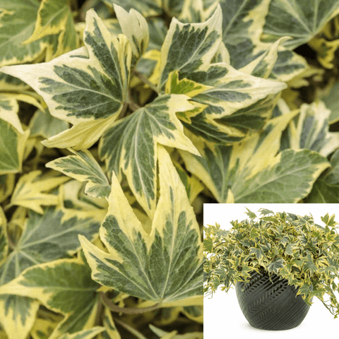 Hedera Helix Yellow Ripple Staked 5Gallon Yellow Ripple English Ivy Plant Hedera Helix Yellow Ripple Live Plant Ho7