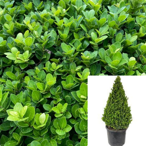 Buxus Green Beauty Cone 5Gallon Buxus Microphyllus Buxus Microphylla Japonica 5Gallon Live Plant Ho7