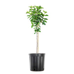 Fruit Apple Gala Plant 5 Gallon Ht7Plant Royal Gala Apple Tree Malus Domestica Royal Gala Plant Fruit Tree Live Plant Best Dw7Ht7