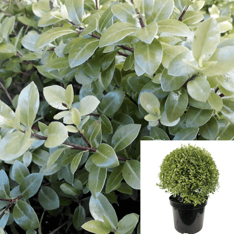 Pittosporum Ten Silver Sheen 5 Gallon New Zealand Kohuhu Live Plant Outdoor Ho7