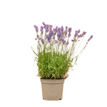 Lavender Elegance Purple 1 Gallon Ht7 Plant Lavender English Lavender Plant Live Plant Pr7