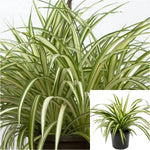 Spider Variegated Plant Chlorophytum Comosum succulent Live Plant Ht7 Best 4" Pot
