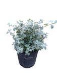 Helichrysum Lemon 1 Gallon Ht7 Plant Lemon Licorice Plant Indoor Live Plant Pr7