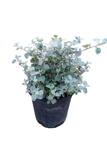 Helichrysum Lemon 1 Gallon Ht7 Plant Lemon Licorice Plant Indoor Live Plant Pr7