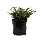 Mexican Heather 1 Gallon Ht7 Plant False Heather Hawaiian Heather Elfin Herb Plant Live Plant Pr7 Ht7