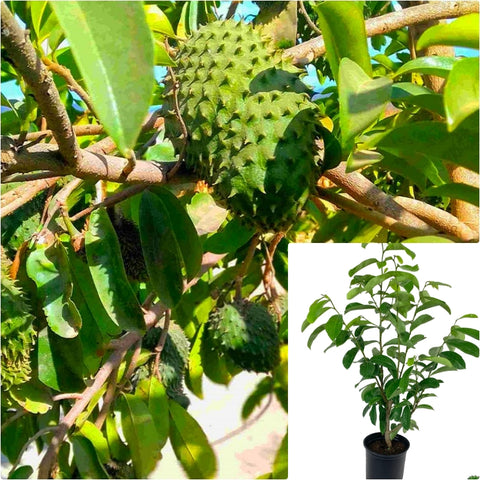 Guyabano Fruit Tree 2 Gallon Annona Muricata Plant Soursop Plant Graviola Fruit Tree Live Plant Pr7Ht7