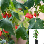 Abutilon Cardinal 2Gallon Flowering Maple Plant Parlor Maple Live Plant Outdoor Gr7Ht7