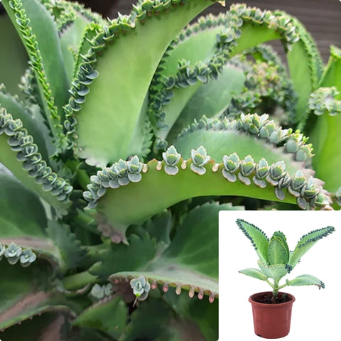 Mother Of Thousands Plant 4Inches Kalanchoe Daigremontiana Bryophyllum Daigremontianum Plant House live plant Ht7 Best