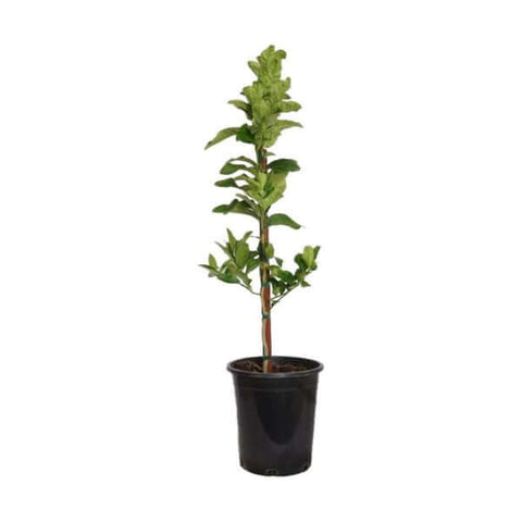 Citrus Grpfrt Starruby Standard Tree 2Gallon Citrus Citrusron Buddha Hand Standard Tree Citrusrus Medica Var Sarcodactyl Live Plant