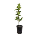 Citrus Orange Washington Standard Tree 2 Gallon Citrusron Buddha Hand Citrusrus Medica Var Sarcodacty Live Plant