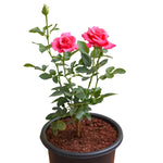 Rosa Pink Peace 5 Gallon Ht7 Plant Rosa Melbil Live Plant Flower Ht7