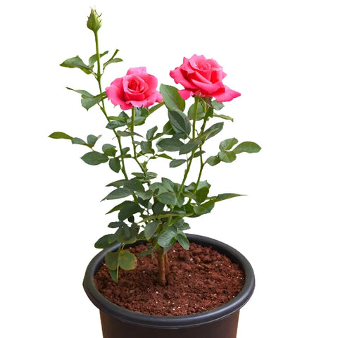 Rosa Pink Peace 5 Gallon Ht7 Plant Rosa Melbil Live Plant Flower Ht7