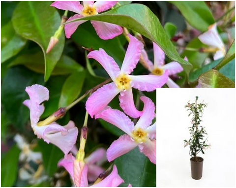 Trachelospermum Jasminoides Pink Showers 1Gallon Trachelospermum Jasminoides Staked Star Jasmine Pink Live Plant Outdoor Gg7