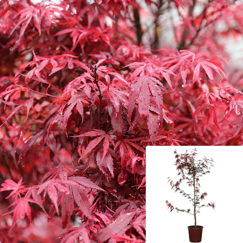 Acer Palmatum Shaina 7Gallon Plant Japanese Maple Plant Shaina Japanese Maple Plant Tree Live Plant Gr7