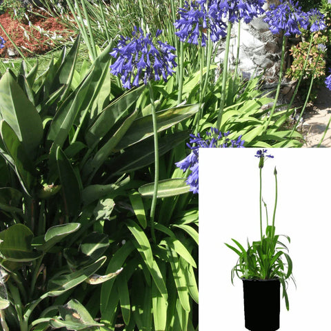Agapanthus Africanus Hybrid Storm Cloud 1Gallon Lily Of Nile Live Plant Outdoor Gg7