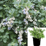 Blueberry Bountiful Blue 2 Gallon Vaccinium Corymbosum Live Plant Outdoor Gr7
