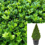 Buxus Microphylla Harlandii Globe 5 Gallon Microphyllus Japonica Live Plant Ho7