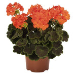 Geranium Zonal Brocade Fire 1 Gallon Ht7 Geranium Flower Live Plant Pr7