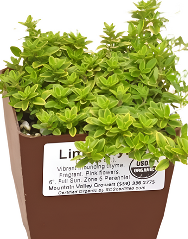 Thymus Citrodorus Lime 10Packs Of 1 Quart Plants Citriodorus Plant Thyme Creeping Lemon Live Plant Outdoor Mr7