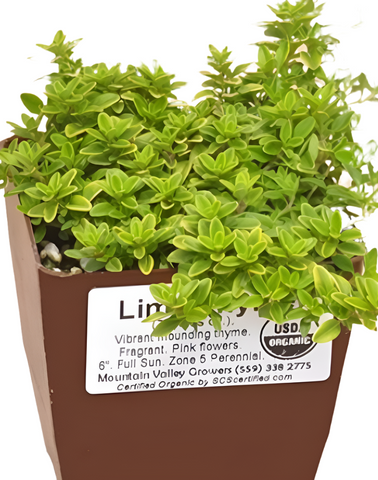 Thymus Citrodorus Lime  1Quart Thymus Citriodorus Plant 1Quart Thyme Creeping Lemon Live Plant Outdoor Mr7