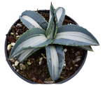 Agave Mediopicta Alba 1 Gallon Plant White Stripe Century The Outdoor Live Plant Gr7