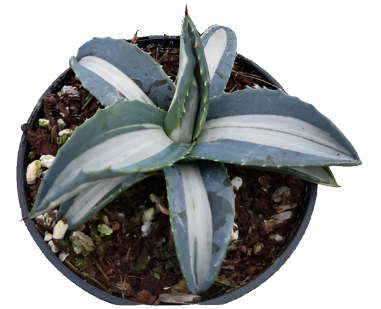 Agave Mediopicta Alba 1 Gallon Plant White Stripe Century The Outdoor Live Plant Gr7