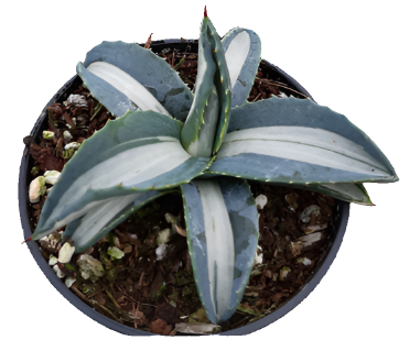 Agave Mediopicta Alba 1Gallon Plant White Stripe Century Plant The Century Plant Outdoor Live Plant Gr7