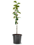 Persimmon Fuyu Jiro On D. Lotus 5 Gallon Plant Apple Persimmon Plant Diospyros Kaki Fuyu Plant Outdoor Fruit Tree Live Plant Best Dw7Ht7