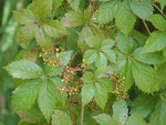 Five Leaved Ivy 1 Gallon Ht7 Pot Plant Virginia Creeper Plant Five-Finger Live Plant Ht7
