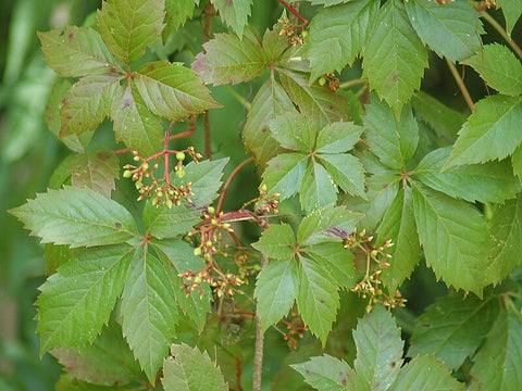 Five Leaved Ivy 1 Gallon Ht7 Pot Plant Virginia Creeper Plant Five-Finger Live Plant Ht7