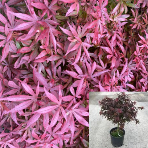 Acer Palmatum Shaina 5 Gallon Plant Japanese Maple Ed Outdoor Live Plant Gg7
